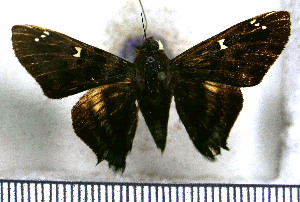  (Conognathus - JFDA3482)  @11 [ ] by-nc-sa (2025) Jean F. Le Crom Jean F. Le Crom