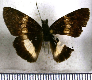  (Potamanaxas latrea - JFDA3570)  @11 [ ] by-nc-sa (2025) Jean F. Le Crom Jean F. Le Crom