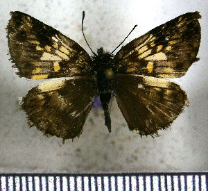  (Potamanaxas laoma - JFDA3572)  @11 [ ] by-nc-sa (2025) Jean F. Le Crom Jean F. Le Crom