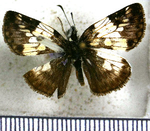  (Potamanaxas laoma - JFDA3574)  @11 [ ] by-nc-sa (2025) Jean F. Le Crom Jean F. Le Crom