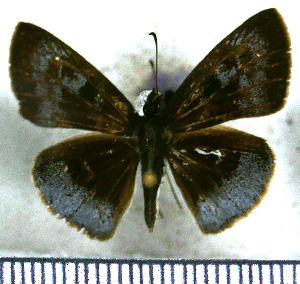  (Pythonides limaea - JFDA3719)  @11 [ ] by-nc-sa (2025) Jean F. Le Crom Jean F. Le Crom