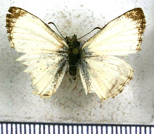  (Heliopetes nivella - JFDA3775)  @11 [ ] by-nc-sa (2025) Jean F. Le Crom Jean F. Le Crom