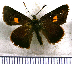  (Ladda puracensis - JFDA3815)  @11 [ ] by-nc-sa (2025) Jean F. Le Crom Jean F. Le Crom