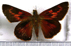  (Choranthus antiqua - JFDA3851)  @11 [ ] by-nc-sa (2025) Jean F. Le Crom Jean F. Le Crom