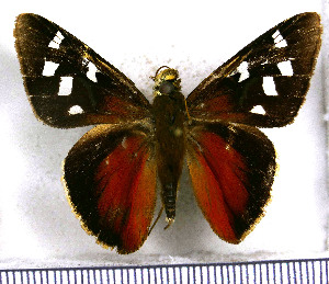  (Perichares haworthiana - JFDA3852)  @11 [ ] by-nc-sa (2025) Jean F. Le Crom Jean F. Le Crom