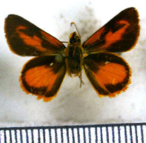  (Pheraeus odilia epidius - JFDA3998)  @11 [ ] by-nc-sa (2025) Jean F. Le Crom Jean F. Le Crom
