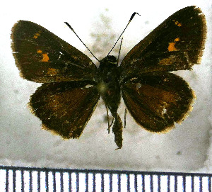  ( - JFDA4011)  @11 [ ] by-nc-sa (2025) Jean F. Le Crom Jean F. Le Crom