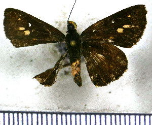  ( - JFDA4013)  @11 [ ] by-nc-sa (2025) Jean F. Le Crom Jean F. Le Crom