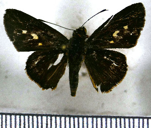  ( - JFDA4014)  @11 [ ] by-nc-sa (2025) Jean F. Le Crom Jean F. Le Crom