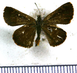  (Lucida scopas - JFDA4034)  @11 [ ] by-nc-sa (2025) Jean F. Le Crom Jean F. Le Crom