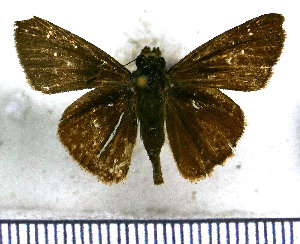  (Cymaenes tripunctus - JFDA4056)  @11 [ ] by-nc-sa (2025) Jean F. Le Crom Jean F. Le Crom