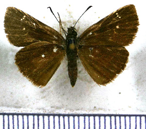  (Cymaenes odilia - JFDA4061)  @11 [ ] by-nc-sa (2025) Jean F. Le Crom Jean F. Le Crom