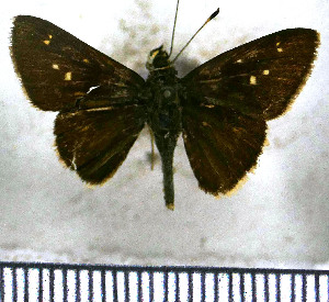  (Vehilius stictomenes stictomenes - JFDA4070)  @11 [ ] by-nc-sa (2025) Jean F. Le Crom Jean F. Le Crom