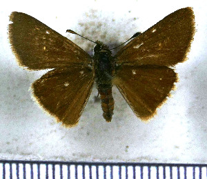  (Lerodea eufala - JFDA4085)  @11 [ ] by-nc-sa (2025) Jean F. Le Crom Jean F. Le Crom