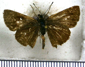  (Mnasitheus chrysophrys - JFDA4090)  @11 [ ] by-nc-sa (2025) Jean F. Le Crom Jean F. Le Crom