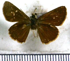  (Cobalopsis valerius - JFDA4117)  @11 [ ] by-nc-sa (2025) Jean F. Le Crom Jean F. Le Crom