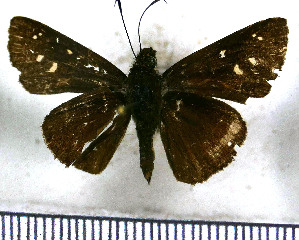 (Cobalopsis similis - JFDA4119)  @11 [ ] by-nc-sa (2025) Jean F. Le Crom Jean F. Le Crom
