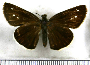  (Lychnuchus aphilos - JFDA4138)  @11 [ ] by-nc-sa (2025) Jean F. Le Crom Jean F. Le Crom