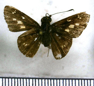  (Phlebodes notex - JFDA4153)  @11 [ ] by-nc-sa (2025) Jean F. Le Crom Jean F. Le Crom