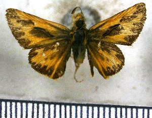  (Hylephila peruana - JFDA4173)  @11 [ ] by-nc-sa (2025) Jean F. Le Crom Jean F. Le Crom