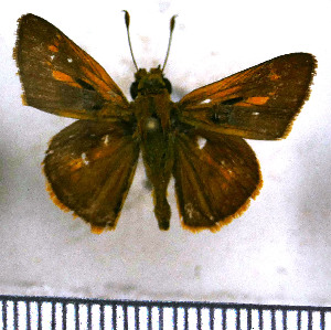  (Polites otho clavus - JFDA4187)  @11 [ ] by-nc-sa (2025) Jean F. Le Crom Jean F. Le Crom