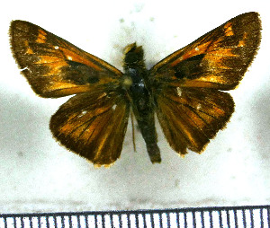  (Atalopedes campestris huron - JFDA4201)  @11 [ ] by-nc-sa (2025) Jean F. Le Crom Jean F. Le Crom