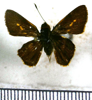  (Metron chrysogastra - JFDA4230)  @11 [ ] by-nc-sa (2025) Jean F. Le Crom Jean F. Le Crom