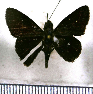  (Cynea anthracinus - JFDA4272)  @11 [ ] by-nc-sa (2025) Jean F. Le Crom Jean F. Le Crom