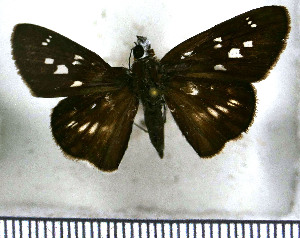  (Phlebodes fuldai - JFDA4338)  @11 [ ] by-nc-sa (2025) Jean F. Le Crom Jean F. Le Crom