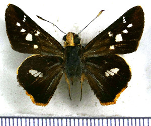  (Thespieus fulvangula - JFDA4414)  @11 [ ] by-nc-sa (2025) Jean F. Le Crom Jean F. Le Crom
