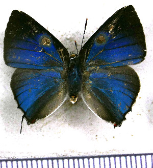  ( - JFDA4687)  @11 [ ] by-nc-sa (2025) Jean F. Le Crom Jean F. Le Crom