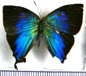  ( - JFDA4751)  @11 [ ] by-nc-sa (2025) Jean F. Le Crom Jean F. Le Crom