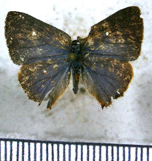  (Cyanophrys velezi - JFDA4834)  @11 [ ] by-nc-sa (2025) Jean F. Le Crom Jean F. Le Crom