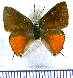  (Electrostrymon constantinoi - JFDA4982)  @11 [ ] by-nc-sa (2025) Jean F. Le Crom Jean F. Le Crom