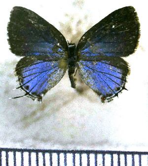  (Calycopis janeirica - JFDA5034)  @11 [ ] by-nc-sa (2025) Jean F. Le Crom Jean F. Le Crom