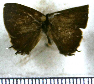  (Calycopis meleager - JFDA5093)  @11 [ ] by-nc-sa (2025) Jean F. Le Crom Jean F. Le Crom
