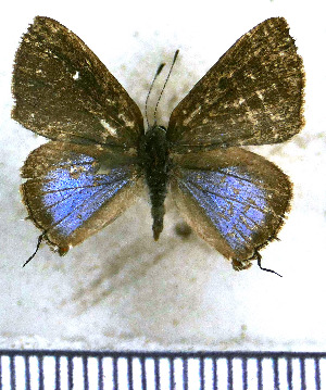  (Calycopis johnsoni - JFDA5098)  @11 [ ] by-nc-sa (2025) Jean F. Le Crom Jean F. Le Crom