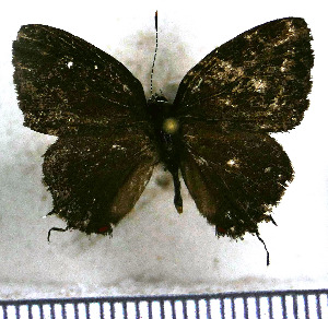  (Calycopis spadectis - JFDA5104)  @11 [ ] by-nc-sa (2025) Jean F. Le Crom Jean F. Le Crom