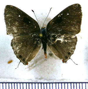  ( - JFDA5159)  @11 [ ] by-nc-sa (2025) Jean F. Le Crom Jean F. Le Crom