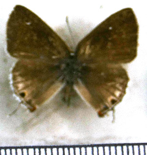  ( - JFDA5160)  @11 [ ] by-nc-sa (2025) Jean F. Le Crom Jean F. Le Crom