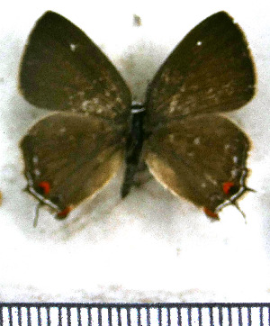  ( - JFDA5214)  @11 [ ] copyright (2025) Center For Collection-Based Research Center For Collection-Based Research