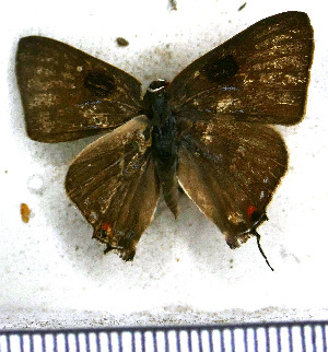  ( - JFDA5215)  @11 [ ] copyright (2025) Center For Collection-Based Research Center For Collection-Based Research