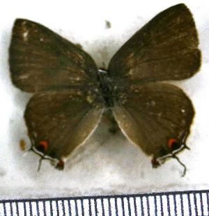  ( - JFDA5216)  @11 [ ] copyright (2025) Center For Collection-Based Research Center For Collection-Based Research