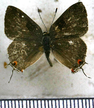  ( - JFDA5217)  @11 [ ] copyright (2025) Center For Collection-Based Research Center For Collection-Based Research