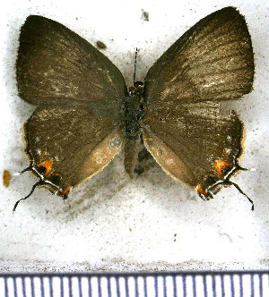  ( - JFDA5219)  @11 [ ] copyright (2025) Center For Collection-Based Research Center For Collection-Based Research