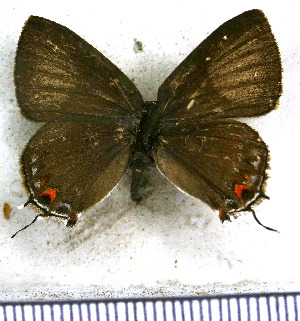  ( - JFDA5220)  @11 [ ] copyright (2025) Center For Collection-Based Research Center For Collection-Based Research