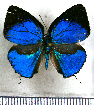  ( - JFDA5427)  @11 [ ] copyright (2025) Center For Collection-Based Research Center For Collection-Based Research