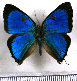  (Parrhasius appula - JFDA5503)  @11 [ ] copyright (2025) Center For Collection-Based Research Center For Collection-Based Research
