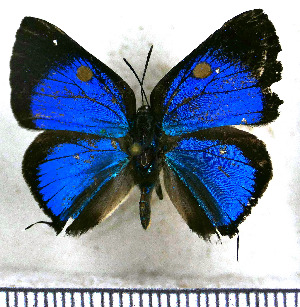  ( - JFDA5525)  @11 [ ] copyright (2025) Center For Collection-Based Research Center For Collection-Based Research