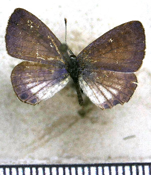  (Leptotes cassius theonus - JFDA5632)  @11 [ ] copyright (2025) Center For Collection-Based Research Center For Collection-Based Research